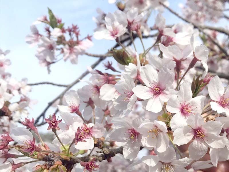 桜ロケーション