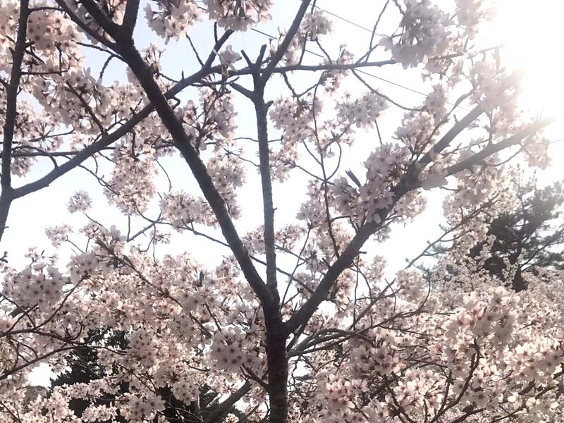 桜ロケーション