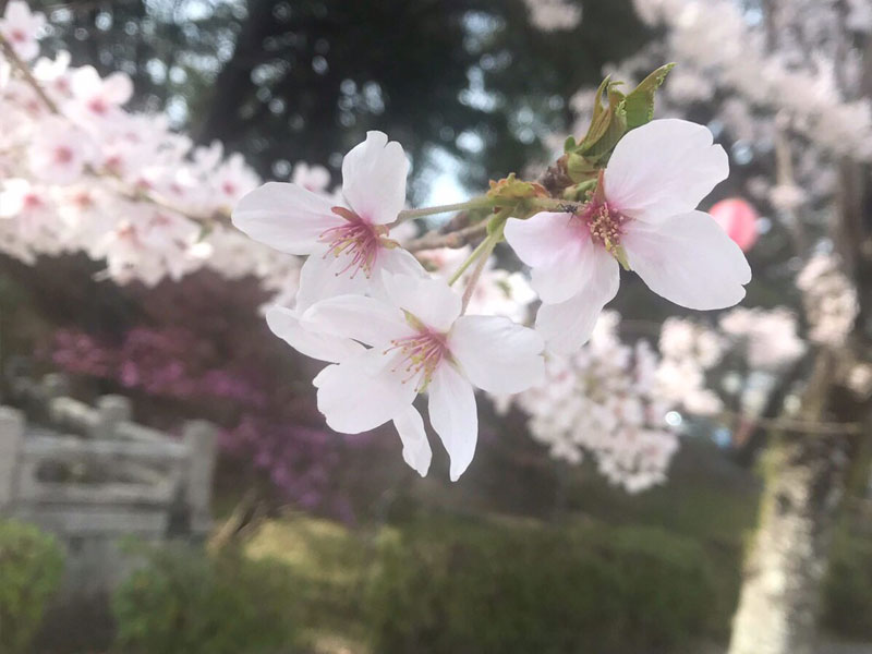 桜ロケーション