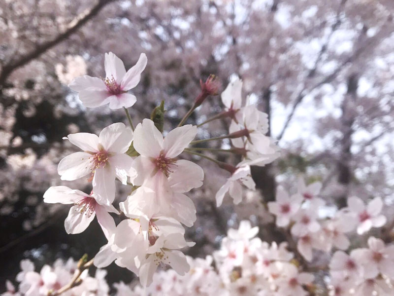 桜ロケーション