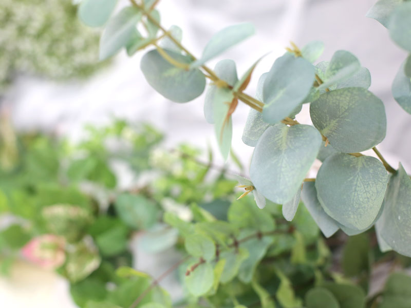 ワンコイン撮影会