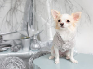 犬