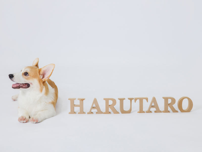 三重県津市のハルタロ様