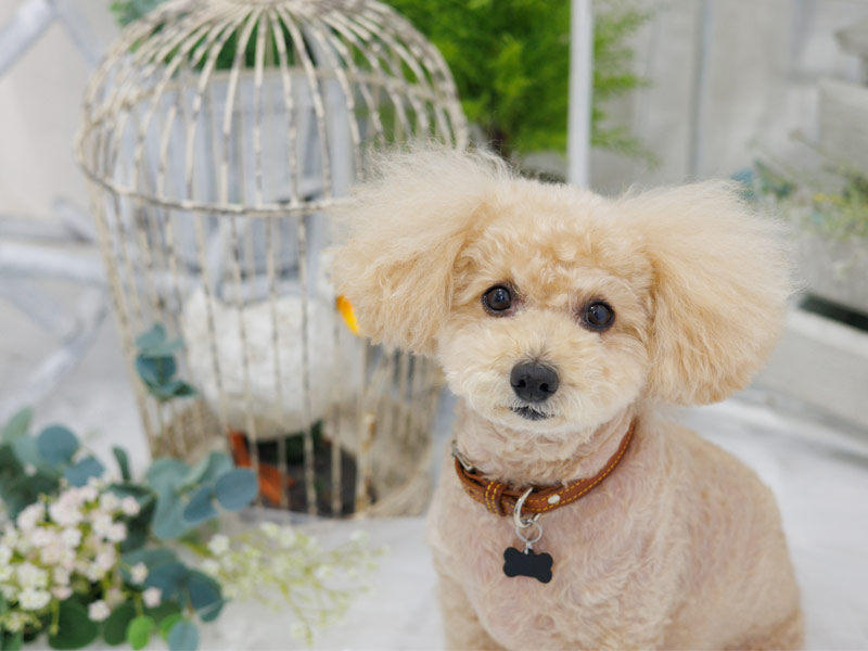 三重県四日市市のOshizu様